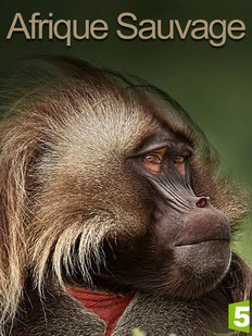 Afrique sauvage