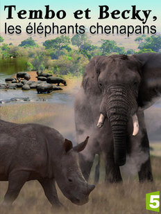 Tembo et Beky, les éléphants chenapans